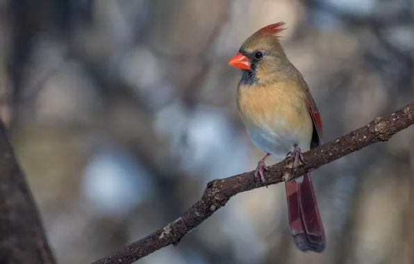 Tree, bird, branch, bokeh, cardinal