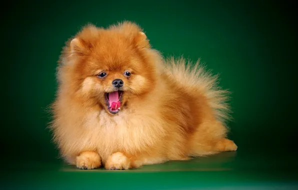 Language, dog, fluffy, muzzle, Spitz