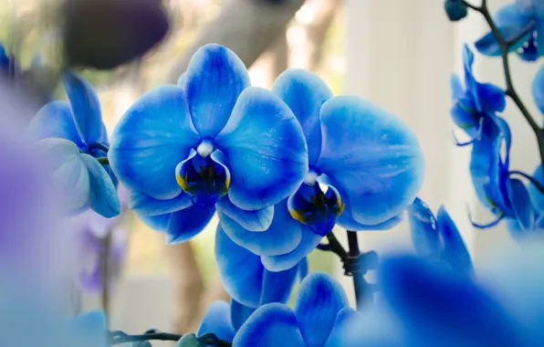 Orchids, exotic, blue Phalaenopsis