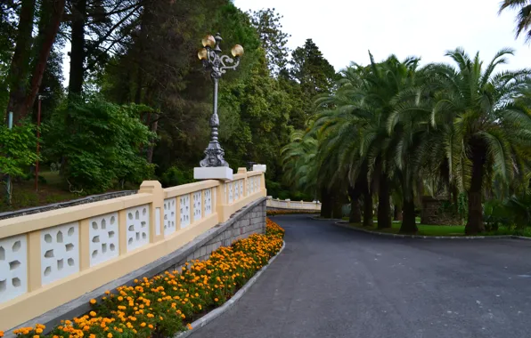 Park, palm trees, Sochi, arboretum