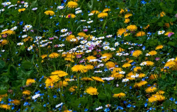 Field, summer, flowers