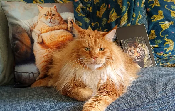 Cat, cat, look, pose, red, face