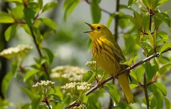 Picture leaves, branches, bird, Yellow drevenica, Golden forest songster