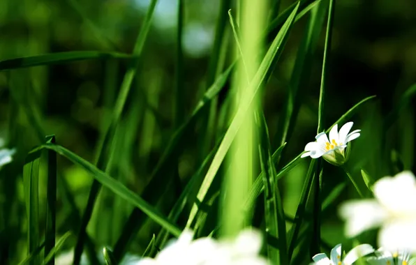 Picture BACKGROUND, NATURE, GRASS, GREENS, FLOWERS, STEM, GREEN