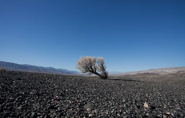 Picture tree, earth, hills, stones