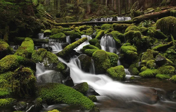 Greens, forest, water, river, stones, moss