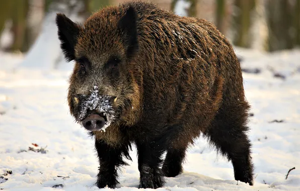 Winter, forest, wool, fangs, Coban
