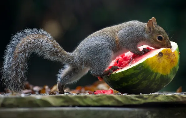 Food, watermelon, protein, yummy, lunch