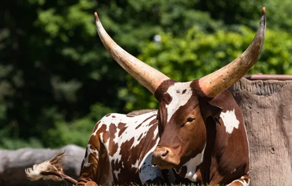 Cow, spot, lies, horns, color, watussi