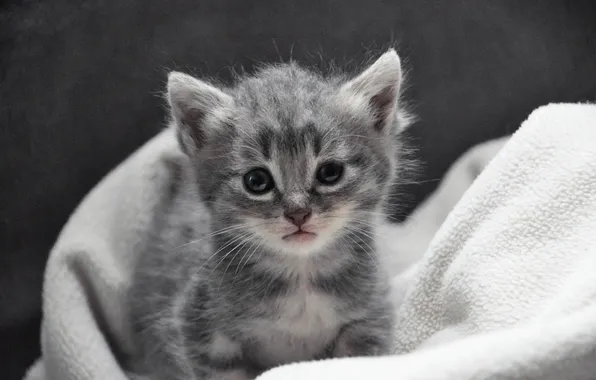 Cat, look, pose, kitty, grey, baby, fabric, grey background