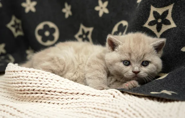 Cat, look, pose, the dark background, kitty, grey, characters, baby