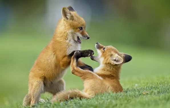 The game, Fox, kids, a couple, cubs, two Fox