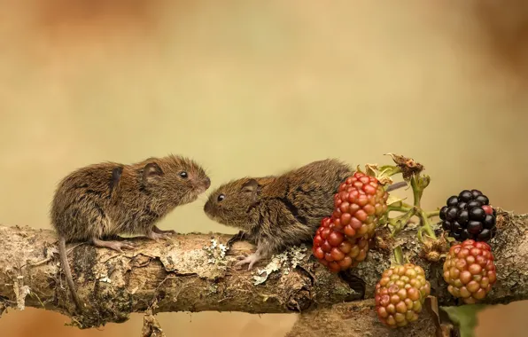 Nature, berries, mouse