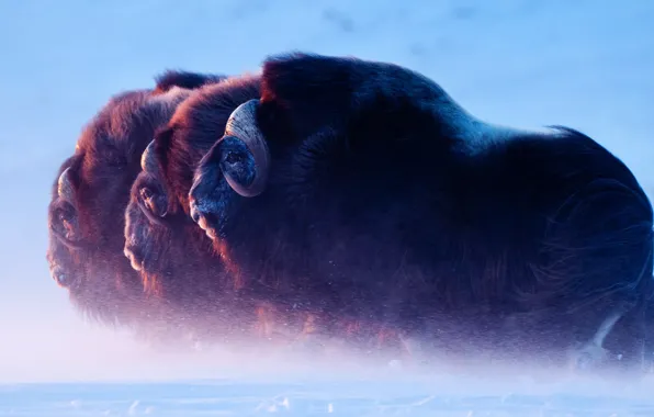 Ice, animals, nature, animal themes, musoxes