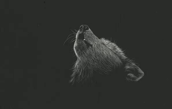 Picture nature, face, animal, wolf, wildlife, head, fur, mammal