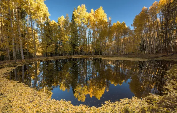 Picture autumn, forest, lake