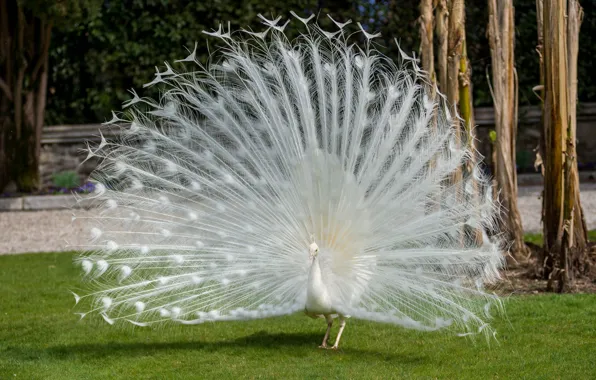 Picture bird, beauty, feathers, Peacock