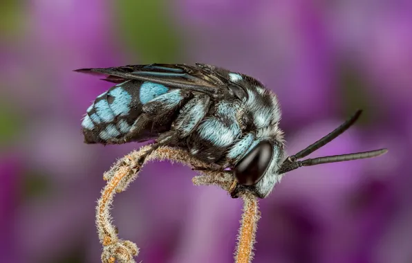Macro, bee, background, lilac, stem, insect, blue
