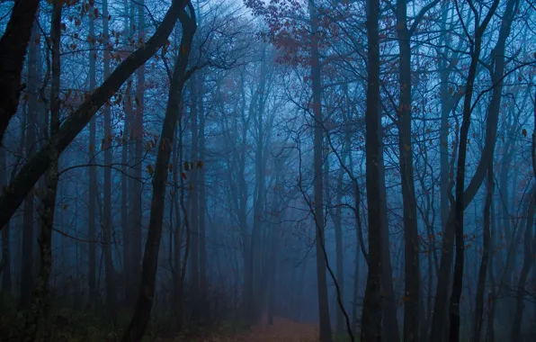 Picture forest, trees, nature, fog, twilight, path