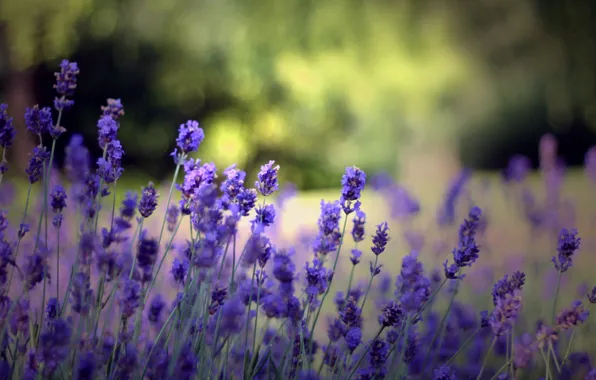 Picture summer, flowers, nature, background, Wallpaper, glade, plants, flowering