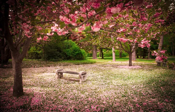 Nature, Park, beauty, spring, flowering trees