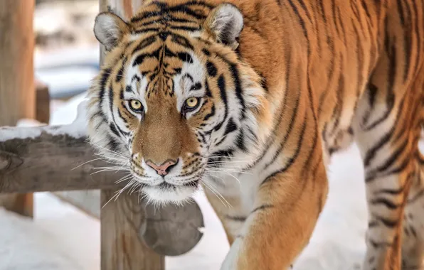 Winter, look, face, snow, tiger, Board, portrait, paws