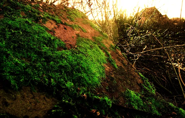 The sun, Drops, Grass, Green, Summer, Stone, Verba, Solar
