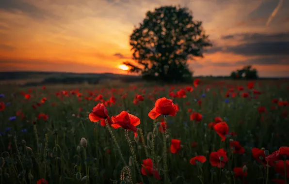 Field, summer, the sky, landscape, flowers, nature, Maki, meadow