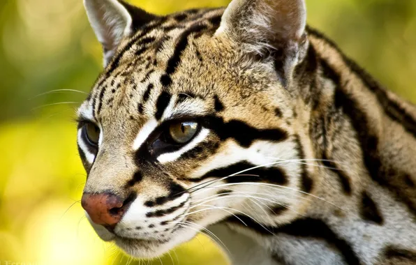 Picture eyes, mustache, nose