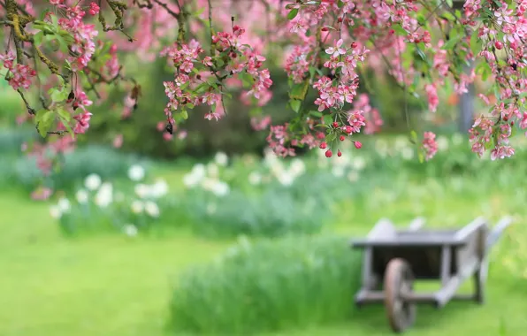 Flowers, cherry, blur, branch, cart, pink petals