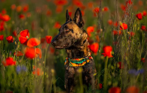 Look, light, flowers, nature, pose, Maki, portrait, dog