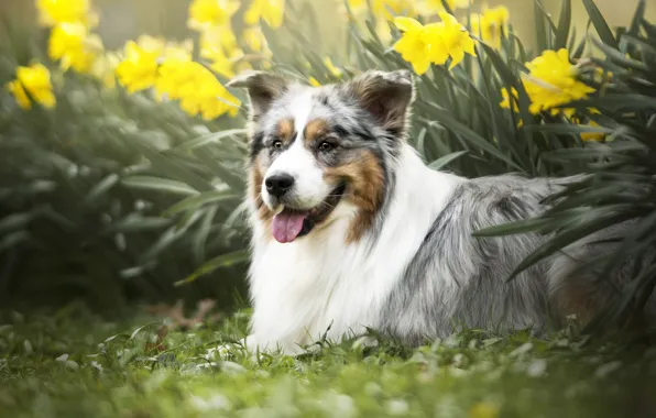 Flowers, dog, daffodils, Australian shepherd, Aussie