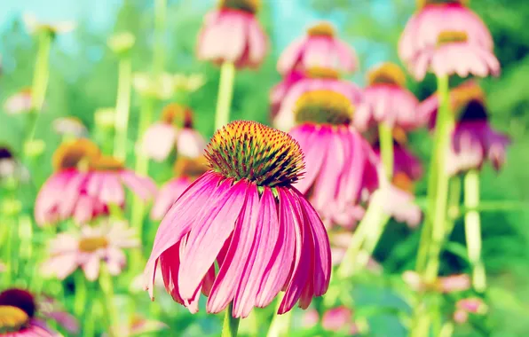 Picture field, petals, Bud, meadow, Echinacea