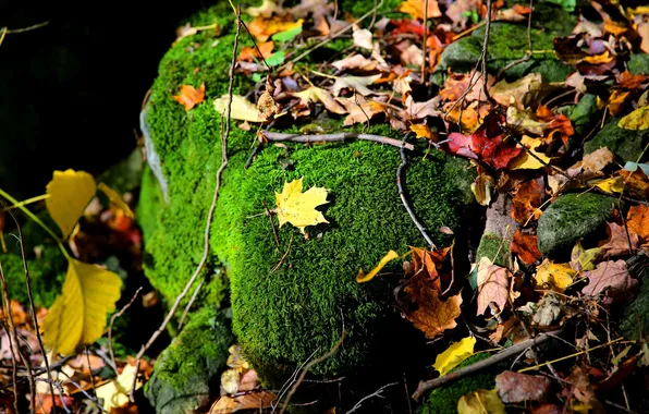 Autumn, leaves, stone, moss