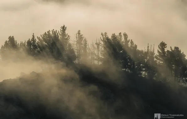 Picture forest, clouds, fog, hill, photographer, Kenji Yamamura