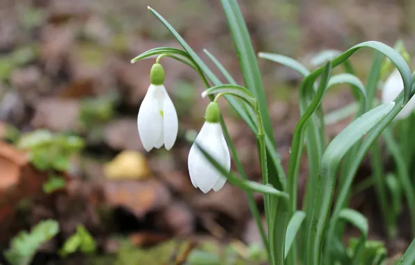 Macro, flowers, the city, spring, pair, snowdrop