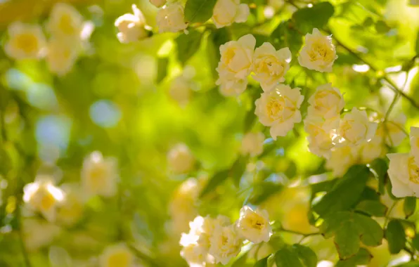 Picture flowers, Bush, roses, petals, blur, yellow. buds