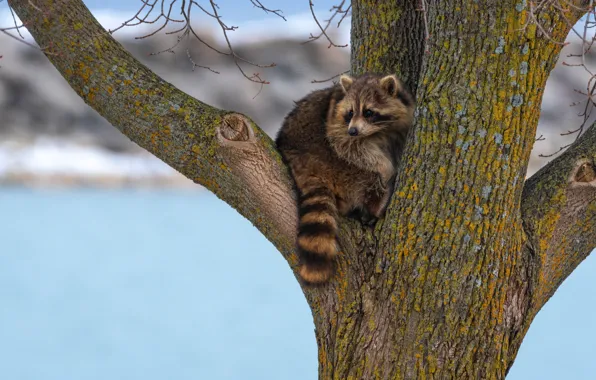 Branches, tree, raccoon