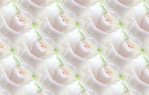 Picture flower, background, rose, texture, white rose