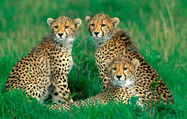 Picture grass, family, cheetahs