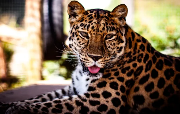 Language, look, face, portrait, contrast, leopard, lies, bokeh