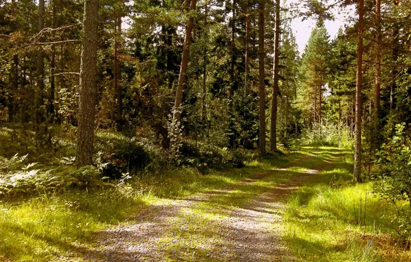 Picture forest, summer, nature