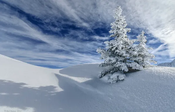 Winter, the sky, clouds, snow, tree, spruce
