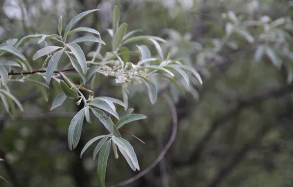 Picture greens, leaves, macro, trees, branches, nature, plant