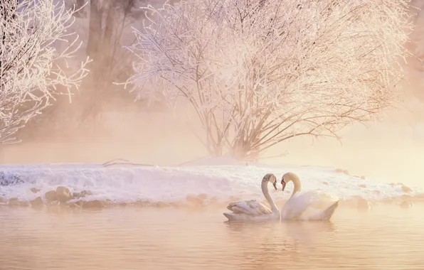Picture winter, frost, snow, trees, fog, bird, shore, morning