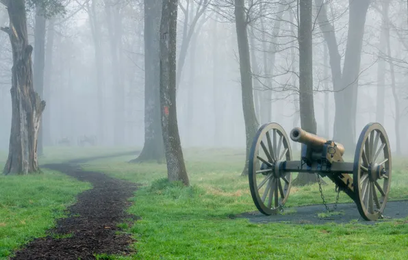Forest, grass, fog, Park, track, gun
