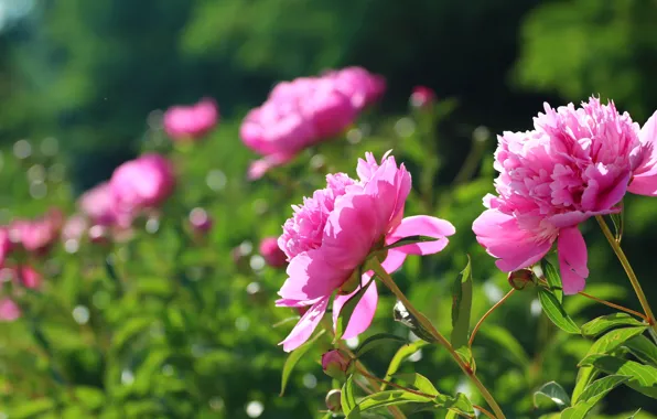 Summer, leaves, flowers, buds, peony