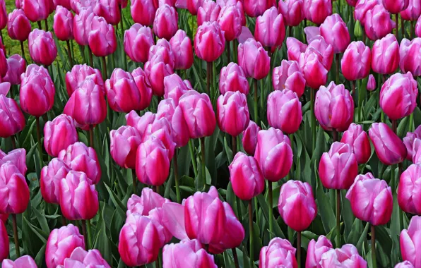 Picture field, flowers, spring, tulips, pink, buds, flowerbed, a lot