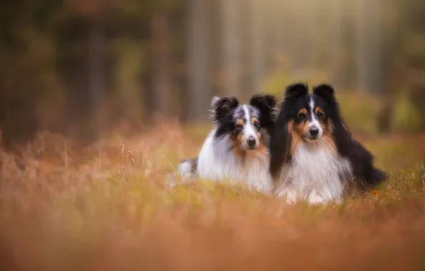 Dogs, look, nature, pose, a couple, Duo, collie, two dogs