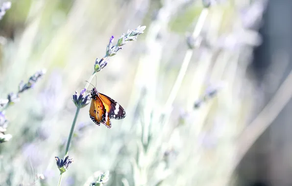Flower, summer, macro, nature, butterfly, stem, insect, lavender